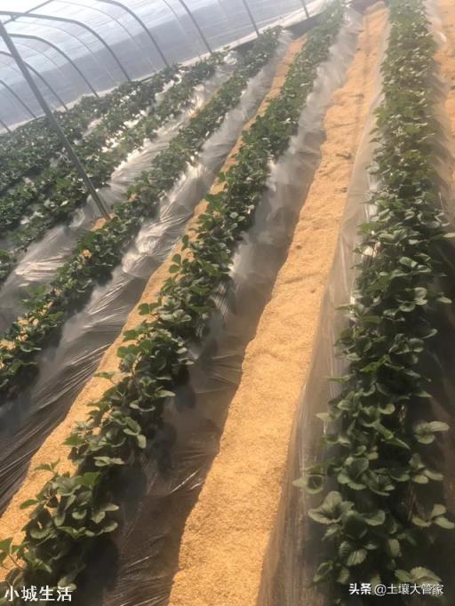 大棚草莓如何管理温湿度?