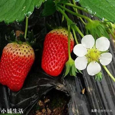 大棚草莓如何管理温湿度?