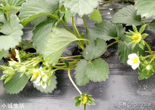 大棚草莓如何管理温湿度?