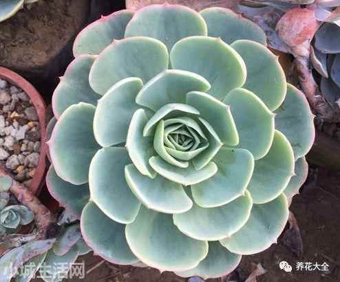 多肉植物玉蝶怎么養新手必看