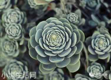 多肉植物玉蝶怎么養新手必看