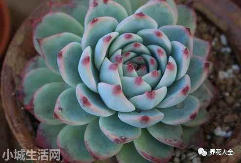 多肉植物玉蝶怎么養新手必看
