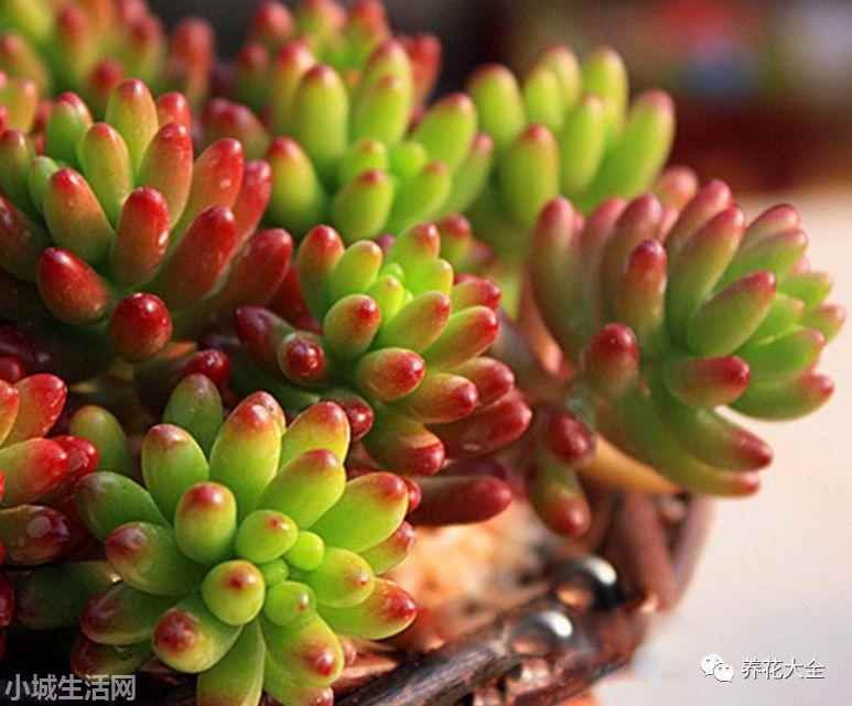 多肉植物玉蝶怎么養新手必看