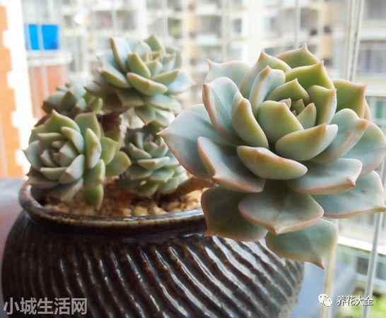多肉植物玉蝶怎么養新手必看