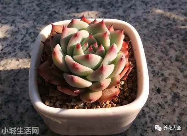 多肉植物玉蝶怎么養新手必看