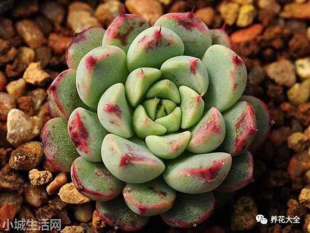 多肉植物玉蝶怎么養新手必看