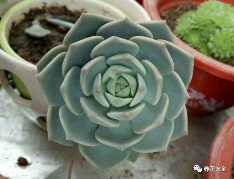 多肉植物玉蝶怎么養新手必看