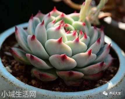 多肉植物玉蝶怎么養新手必看