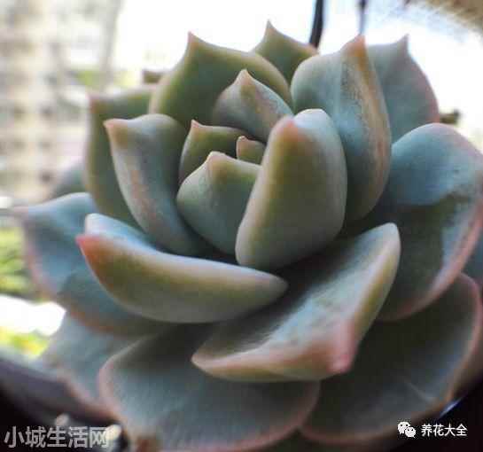 多肉植物玉蝶怎么養新手必看