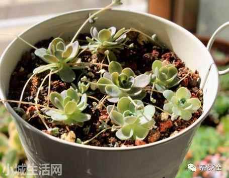 多肉植物玉蝶怎么養新手必看