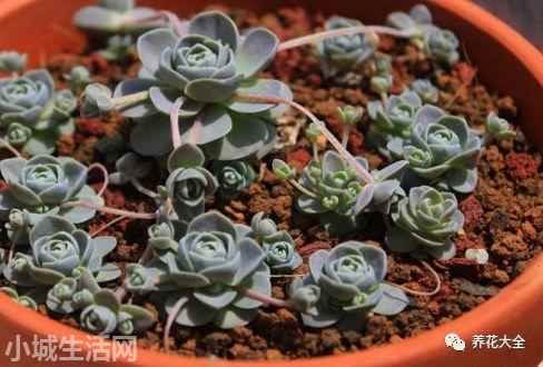 多肉植物玉蝶怎么養新手必看