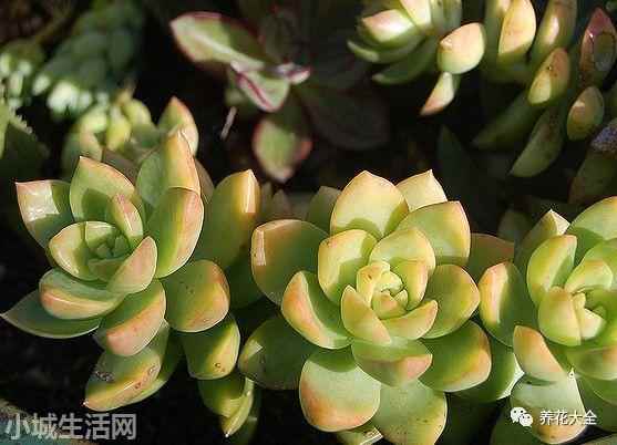 多肉植物玉蝶怎么養新手必看