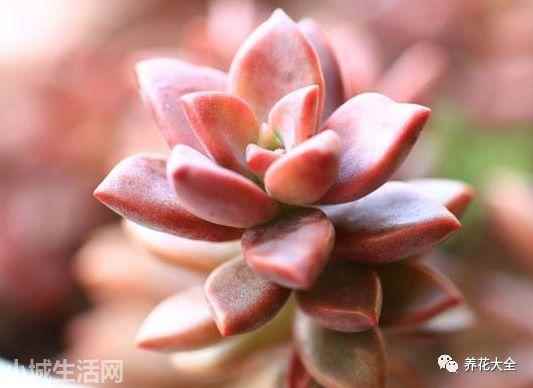 多肉植物玉蝶怎么養新手必看