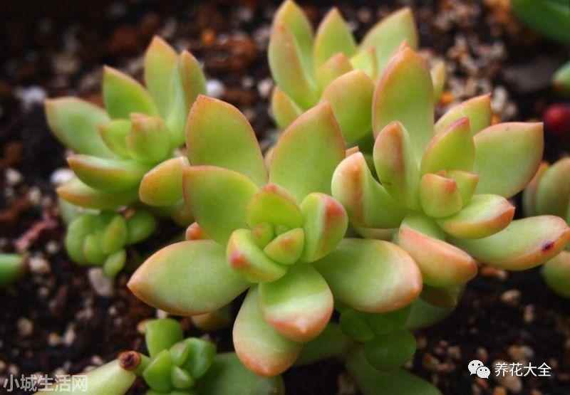 多肉植物玉蝶怎么養新手必看