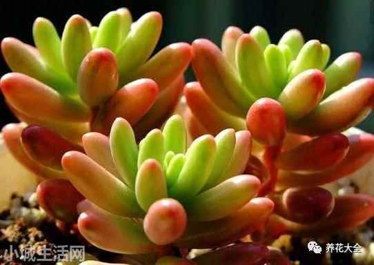 多肉植物玉蝶怎么養新手必看