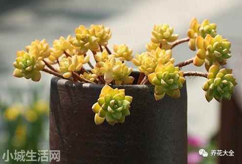 多肉植物玉蝶怎么養新手必看
