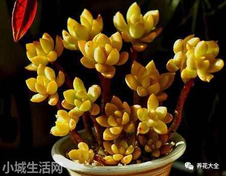 多肉植物玉蝶怎么養新手必看