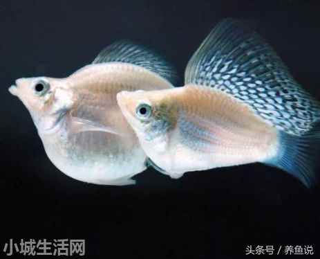 ?黑玛丽小鱼怎么养需要注意什么