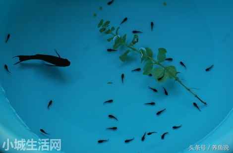 ?黑玛丽小鱼怎么养需要注意什么