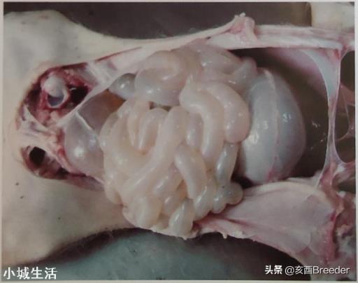 仔猪胃肠炎腹泻怎么治疗?