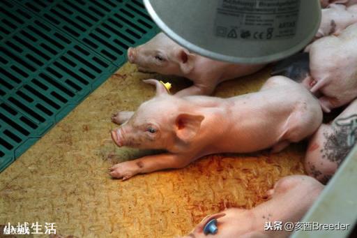 仔猪胃肠炎腹泻怎么治疗?