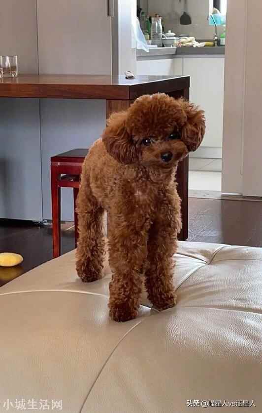 图片 ?第一次见腿这么长的狗上热搜