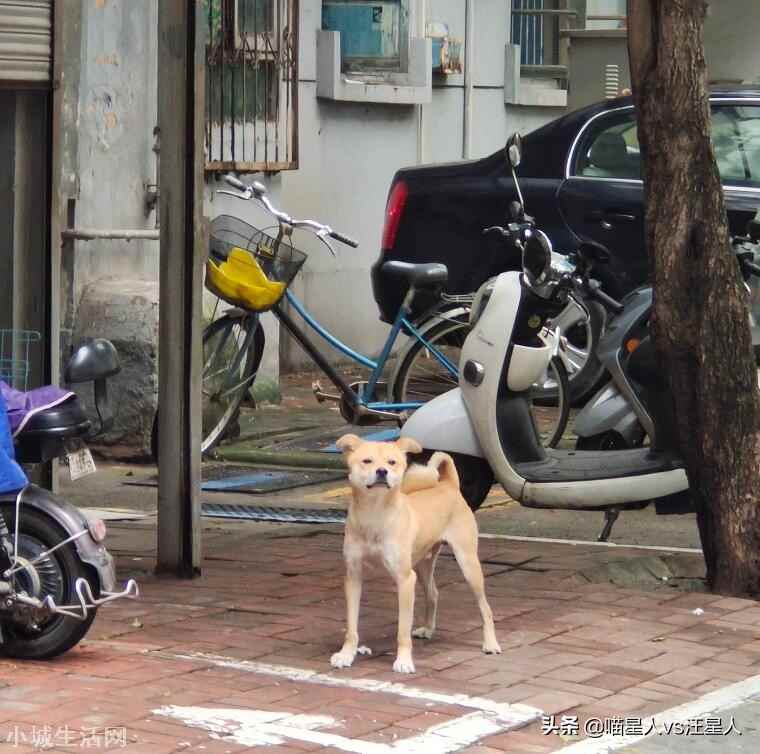 图片 ?第一次见腿这么长的狗上热搜