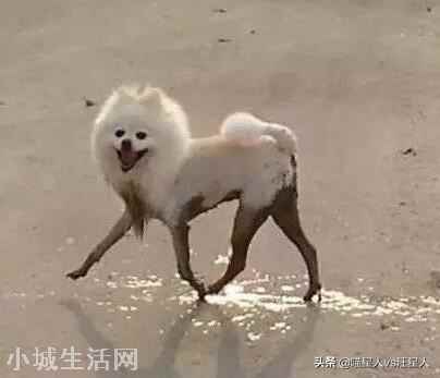 图片 ?第一次见腿这么长的狗上热搜