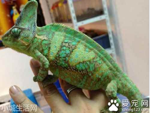 高冠变色龙怎么养忌讳什么