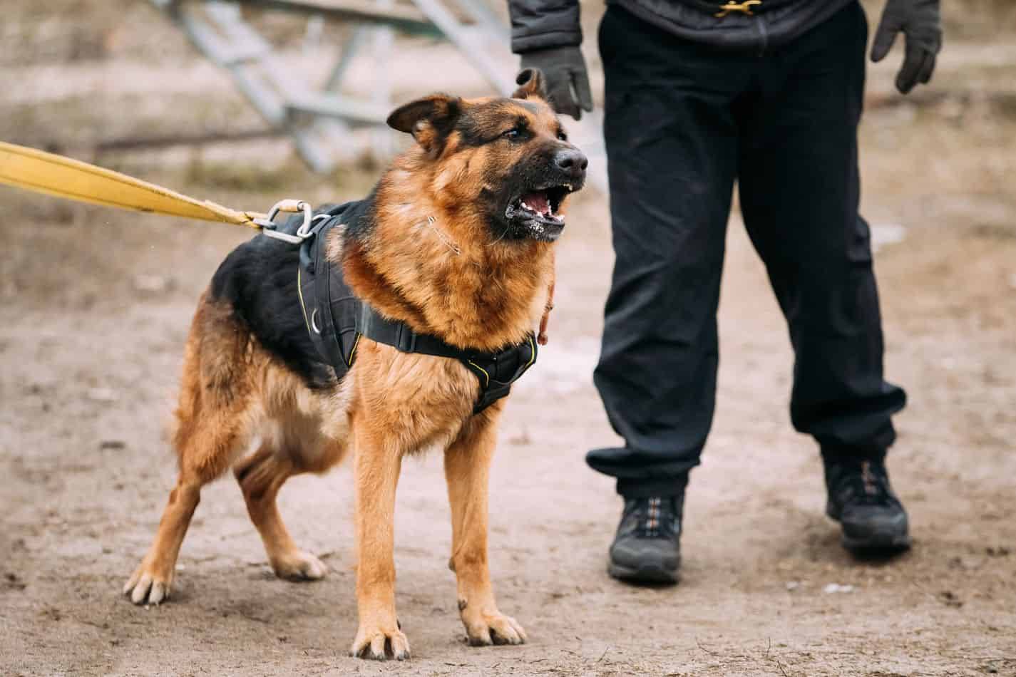 渭南哪里有卖狗市场 什么狗最聪明