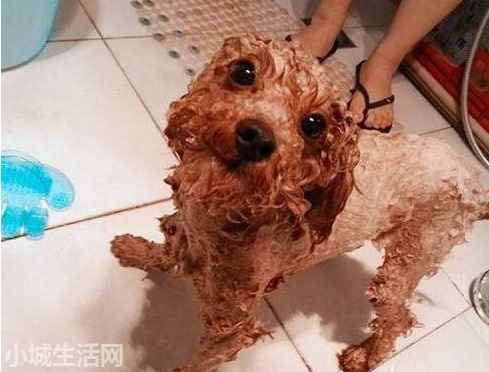 两个月小泰迪怎么养不容易死