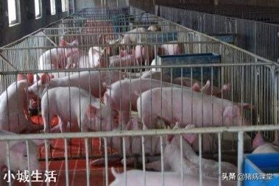 猪病毒性拉稀用什么药？