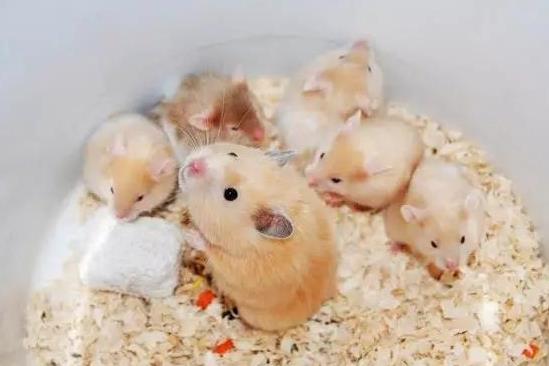 仓鼠拉稀不管它会死吗？仓鼠湿尾的症状是怎样的？