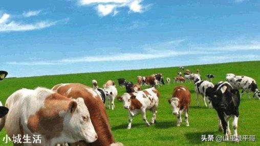 怀孕大母牛打了口蹄疫半月了，还是不爱吃草，请问怎么治疗？