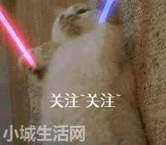2个月比熊怎么养经验分享