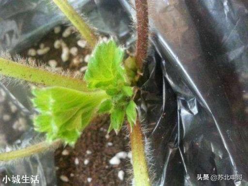 草莓發芽分化最好的方法是什么，怎么弄呢？