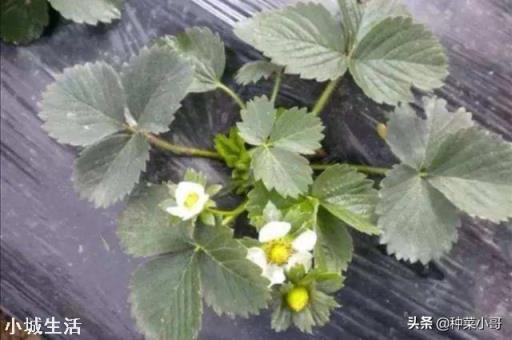 草莓發芽分化最好的方法是什么，怎么弄呢？