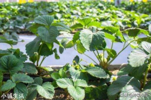 草莓發芽分化最好的方法是什么，怎么弄呢？