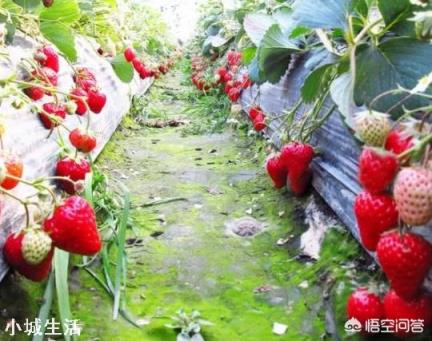 草莓發芽分化最好的方法是什么，怎么弄呢？