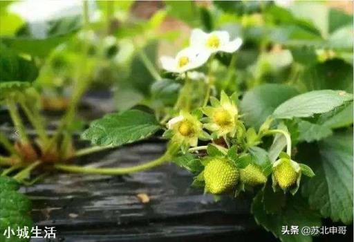 草莓發芽分化最好的方法是什么，怎么弄呢？