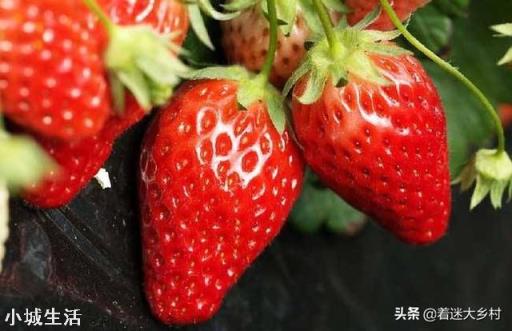 草莓發芽分化最好的方法是什么，怎么弄呢？