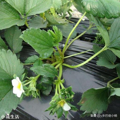 草莓發芽分化最好的方法是什么，怎么弄呢？