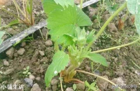 草莓發芽分化最好的方法是什么，怎么弄呢？