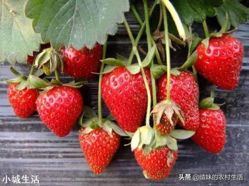 草莓發芽分化最好的方法是什么，怎么弄呢？