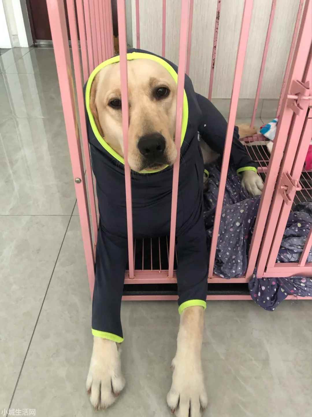 2个月拉布拉多怎么养详细介绍