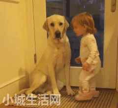 2个月拉布拉多怎么养详细介绍