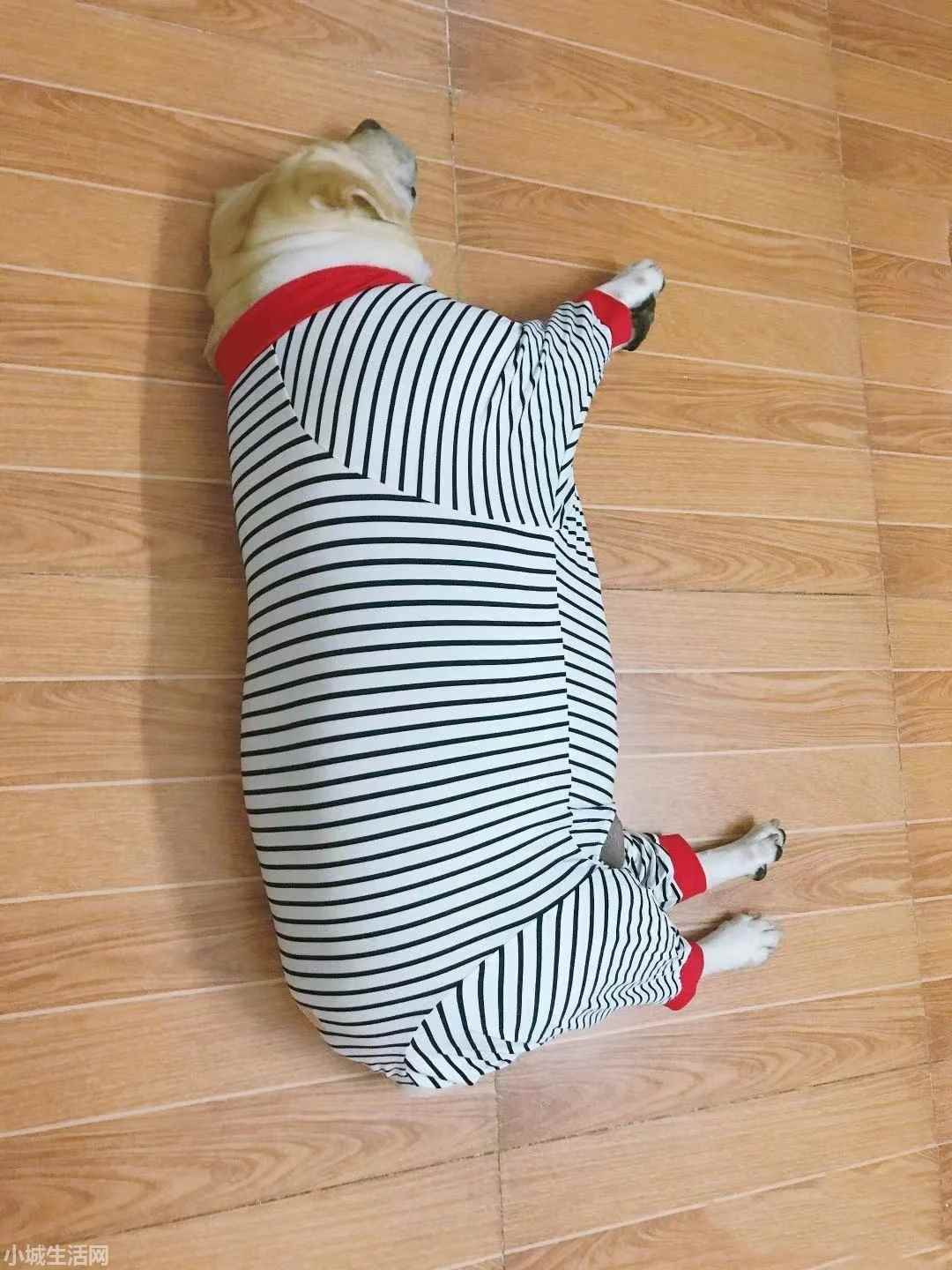 2个月拉布拉多怎么养详细介绍