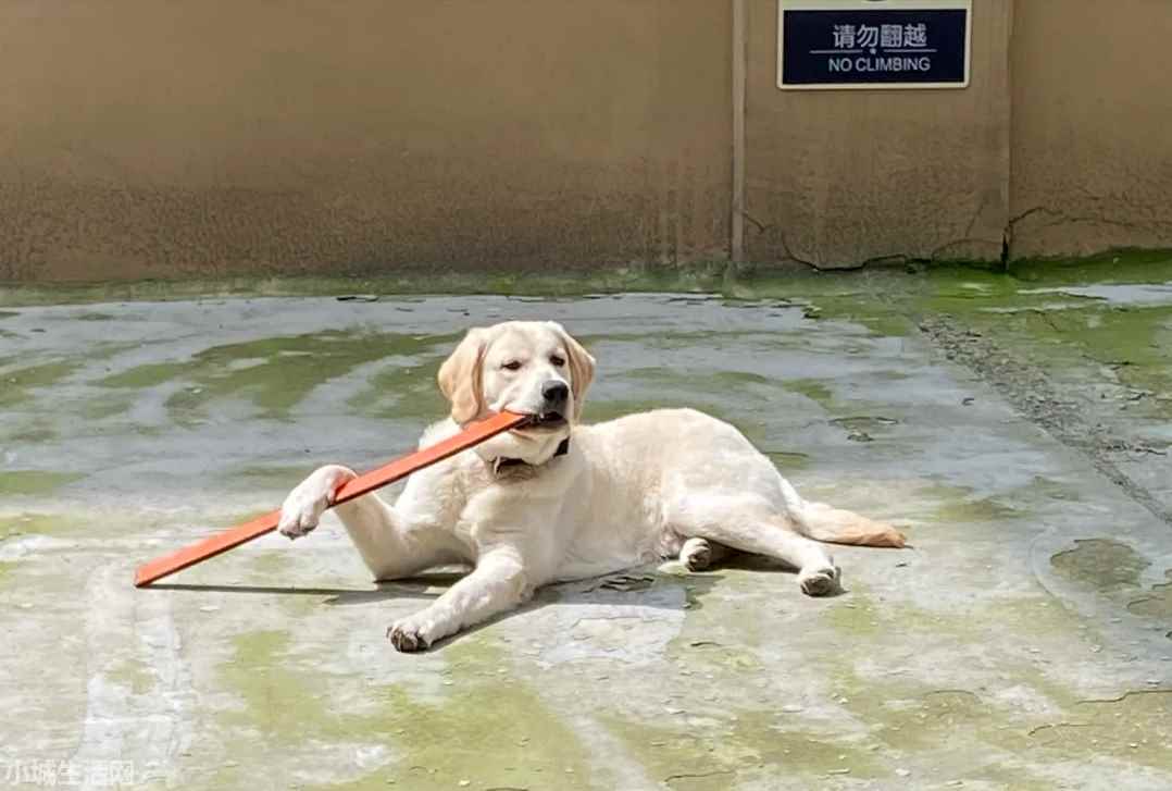 2个月拉布拉多怎么养详细介绍
