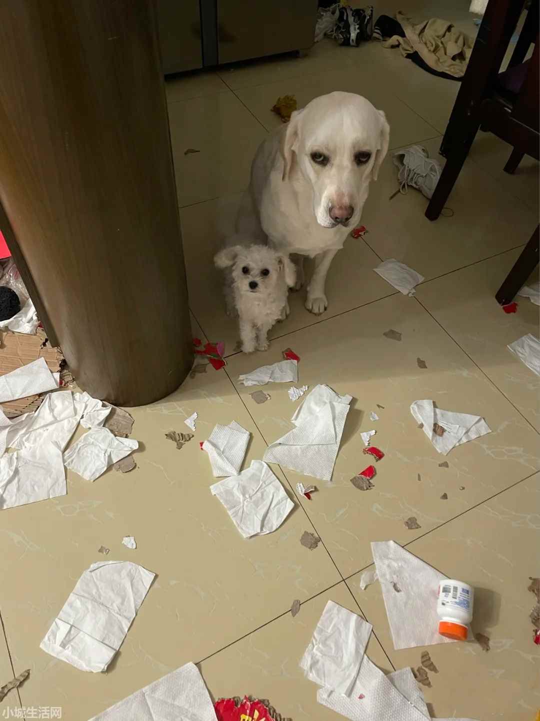 2个月拉布拉多怎么养详细介绍
