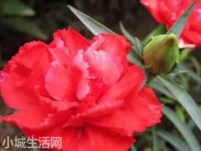 ?康乃馨在水里怎么养经验分享